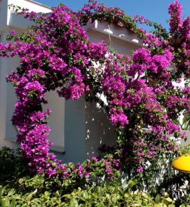 residencedelfino it residence-vieste 005